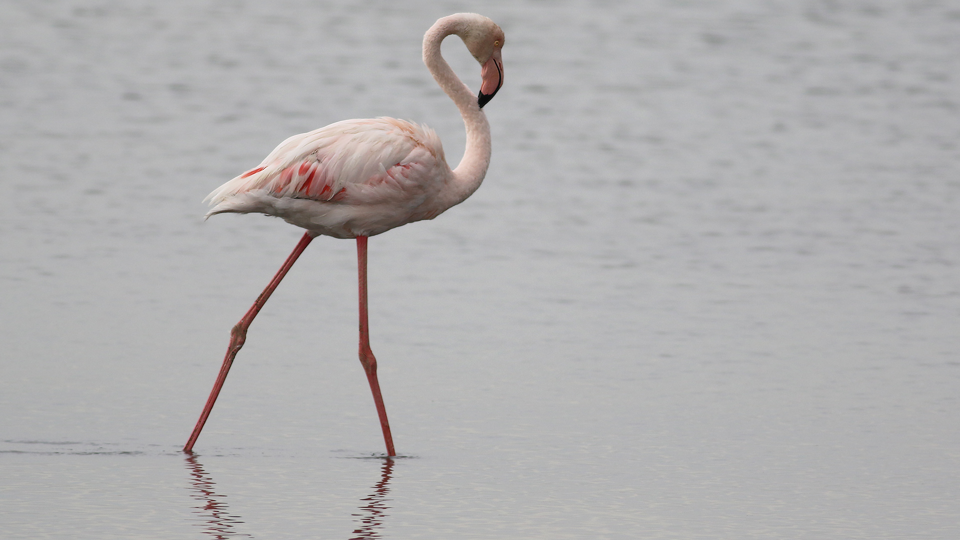 Greater Flamingo